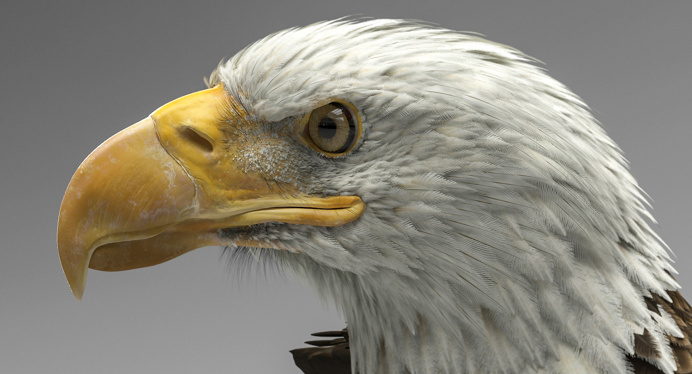 American Eagle on Behance