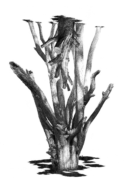 Rupert Smissen #white #tree #sparse #black #twigs #illustration #natural #nature #and #branches #drawing