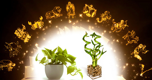 #InterestingFacts About #Vastu #Gardening You Need To Know In #2017 #master_deepak_ji