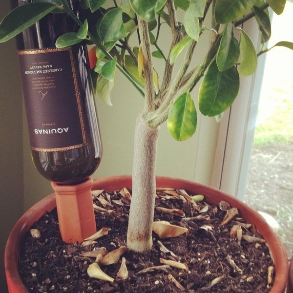 Wine Bottle Plant Nannies #gadget #home