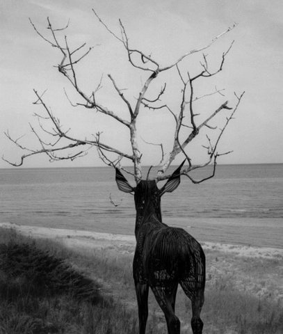 Junk Funk #antlers #deer #sculpture #white #tree #installation #design #black #landscape #stag #nature #photography #art #and