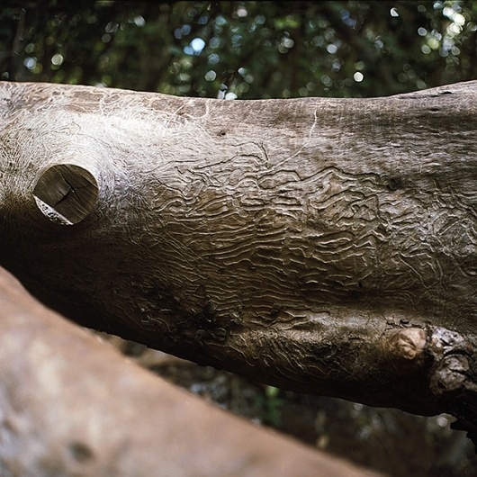 Travel: Hawaii « David Lai Photographer #design #tree