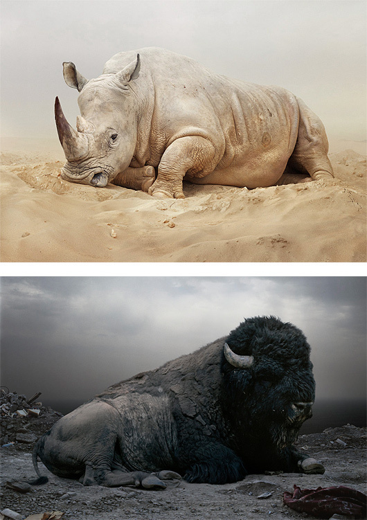 Until The Kingdom Comes: Animal Portraits by Simen Johan #animal #photography #portrait #rhino #buffalo