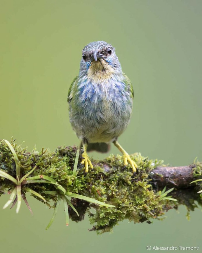 #birdwatching: Wonderful Bird Photography by Alessandro Tramonti