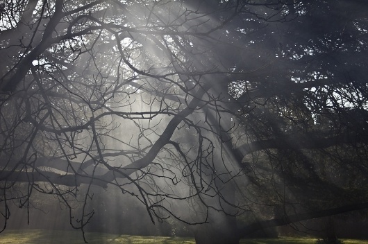Light under the trees 02 #shadows #smoke #sunlight #light #trees