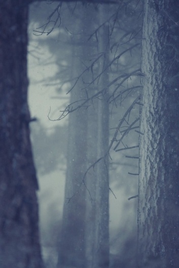 Snow in forest | Flickr - Photo Sharing! #forest #snow #coreyholms