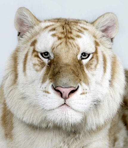 In pictures: The four faces of the Bengal tiger | Environment | guardian.co.uk #tiger