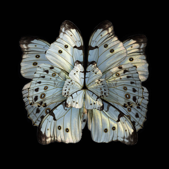 blooms of butterflies wings