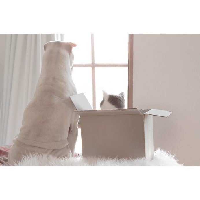 Annie Jacob Captures Unconventional Friendship Between A Shar Pei And His Cat