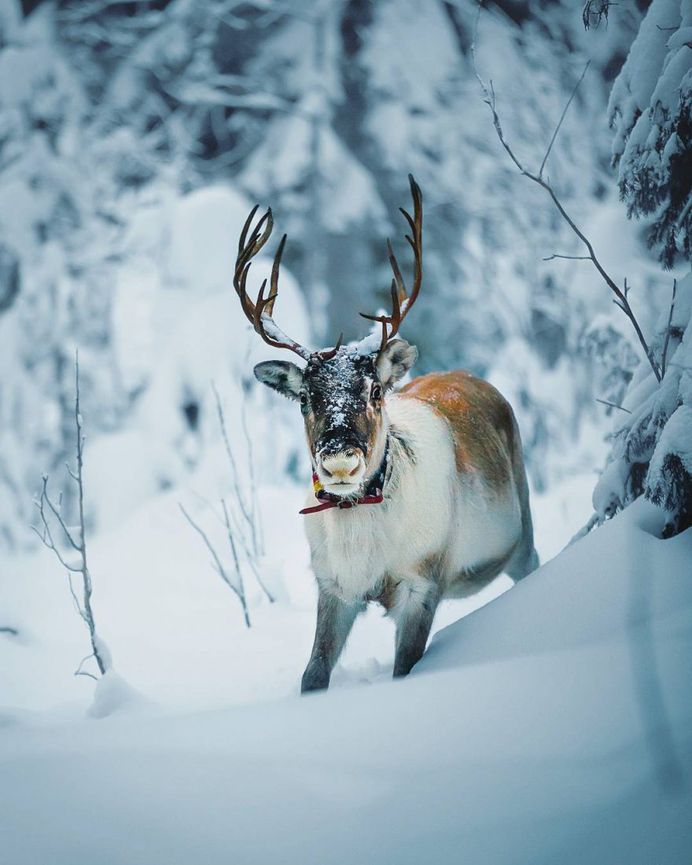 Wildlife Finland: Dreamlike Animal Portraits by Joachim Munter