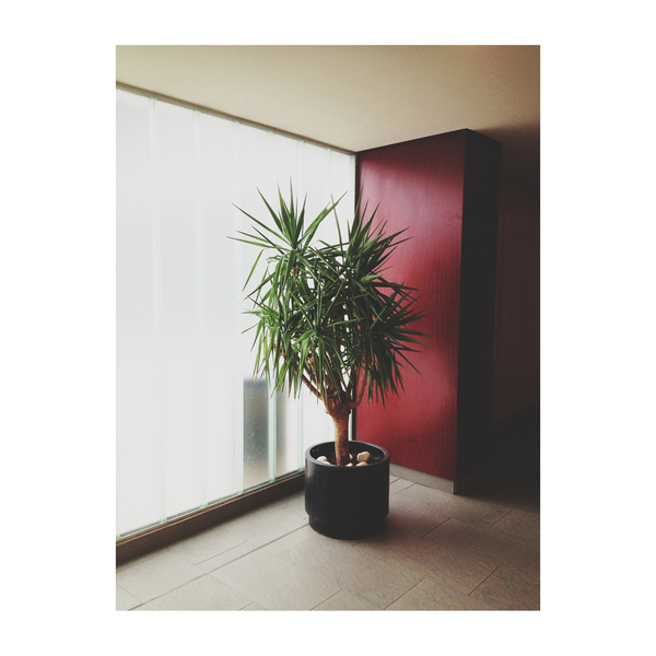 Yosigo: Diary #yosigo #plant
