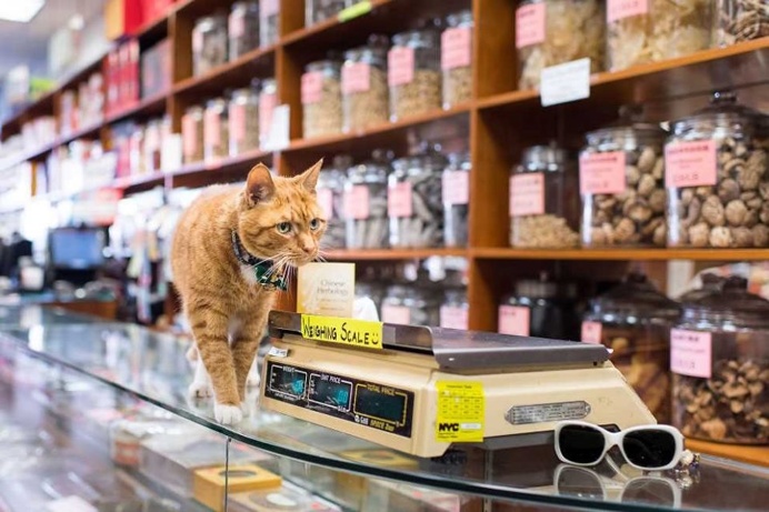 Shop Cats of New York by Andrew Marttila