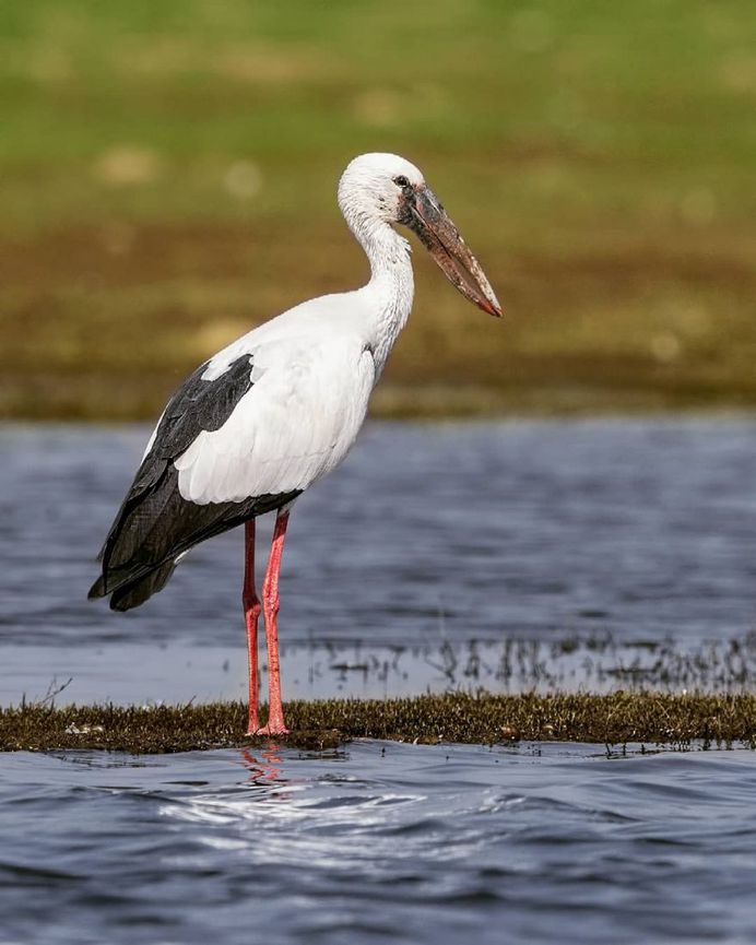 Beautiful Birds Photos of The World by Sameer Deshpande