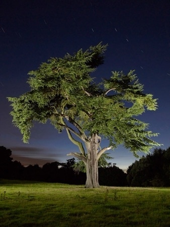 Freelance Photographer, Brighton, Sussex, UK : Photography by Jean-Luc Brouard : Photography Gallery: Personal #photo #tree