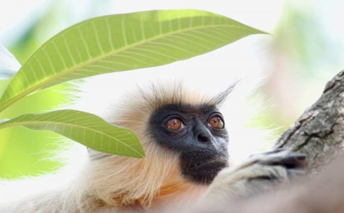The Wildlife Photographer of the Year 2016 Shortlist