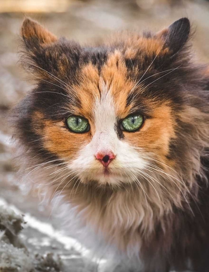 Gabriel Khiterer Captures Majestic Portraits of Stray Cats