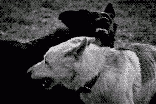 still shivering #dogs #white #black