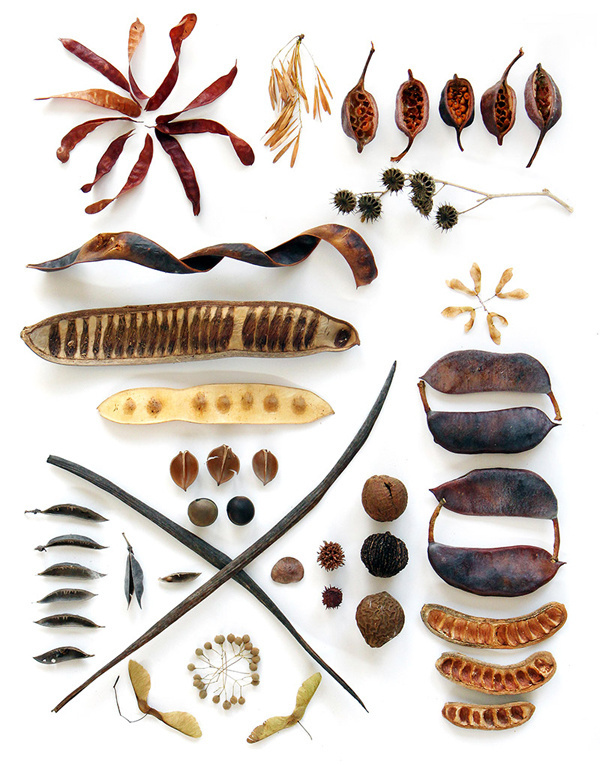 seed-pods-1 by Lisa Congdon #grid #still #photo #life