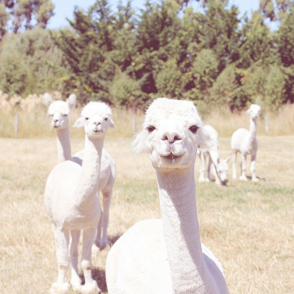 Vintage alpacas #cream #white