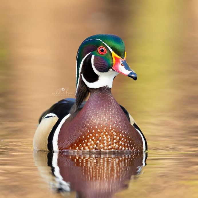 #birds_adored: Wonderful Birds Photography by Lee Anne Russell