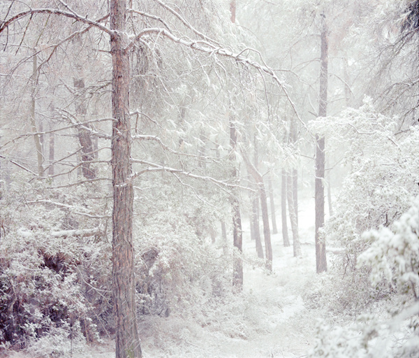 In the woods on Behance #winter