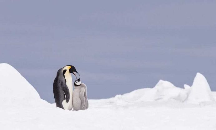 Franka Slothouber Captures The Emperor Penguin Colony in Antarctica