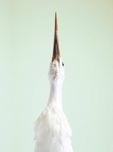 tumblr_m1ic8eTSra1qzt15co1_1280.jpg (758×1010) #stork