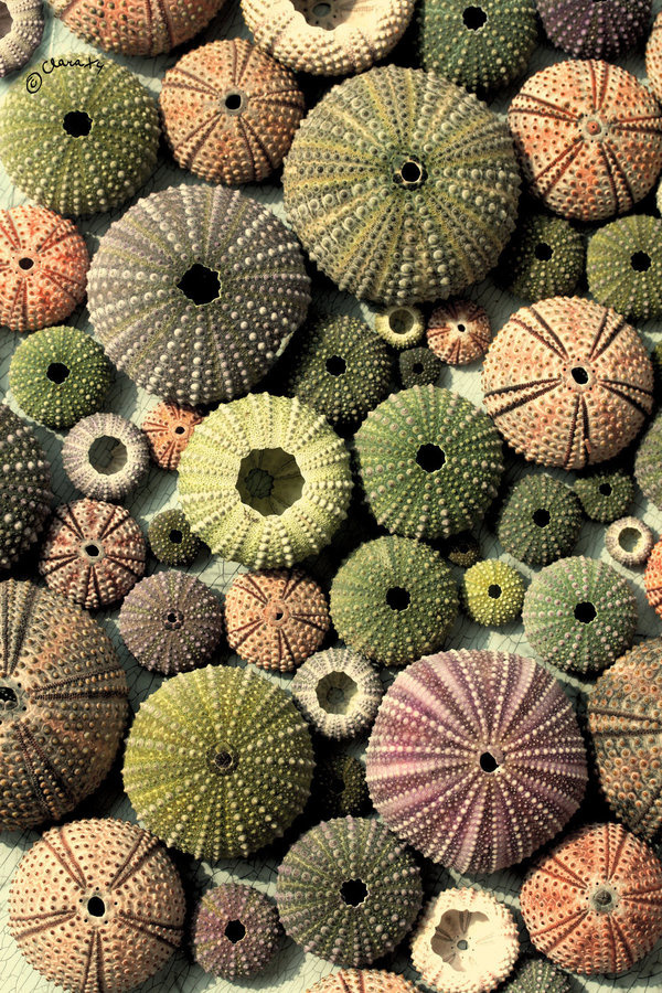 OLD CHUM #repitition #pattern #shell