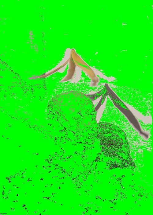 #poto #gif