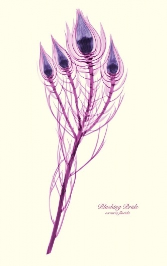 Colossal | An art and design blog. #poster