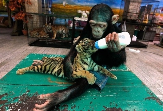 Wall Photos #tiger #cub #awesome #monkey