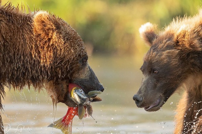 Amazing Portraits of Wild Animals by Daisy Gilardini