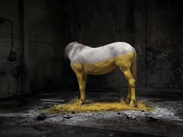 Anthropocene on the Behance Network #yellow #paint #photography #horse