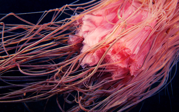Clione #pink #photo #underwater #creature