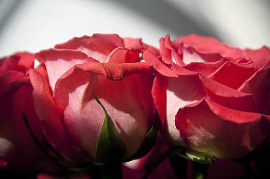Rose #nature