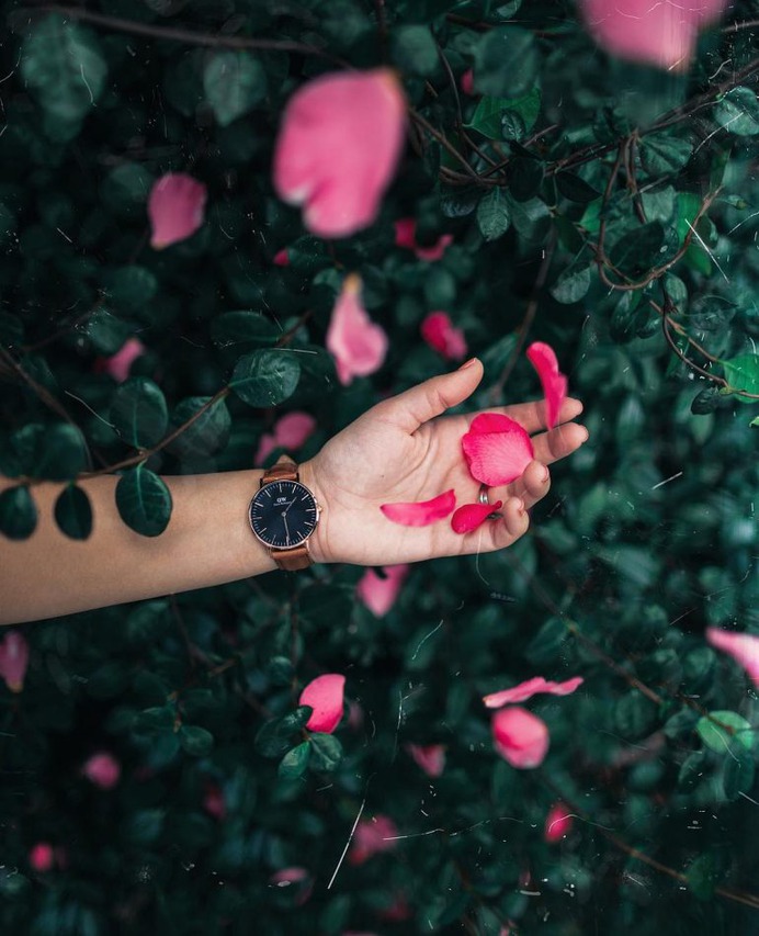 A shower of flowers for you.🌷