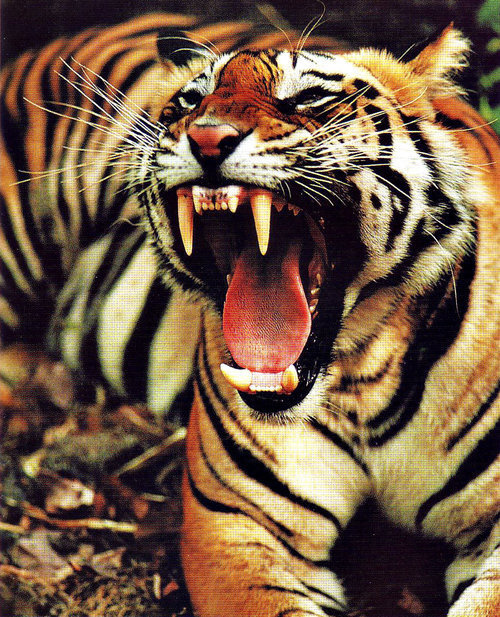 DeadFix · #tiger