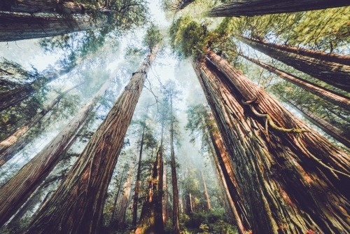 an-adventurers: Redwood, California #polerstuff