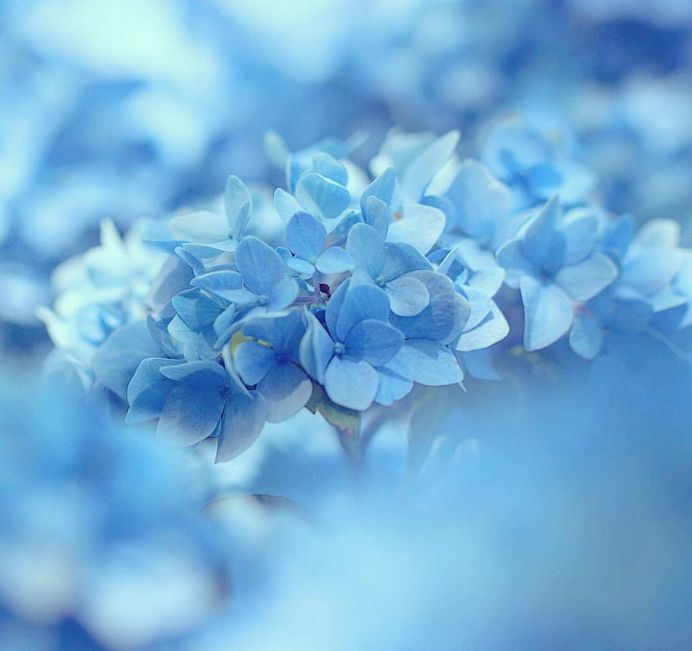 Hydrangea macrophylla by Macca