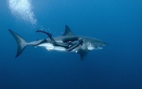 DeadFix » Sahrk #free #diving #shark