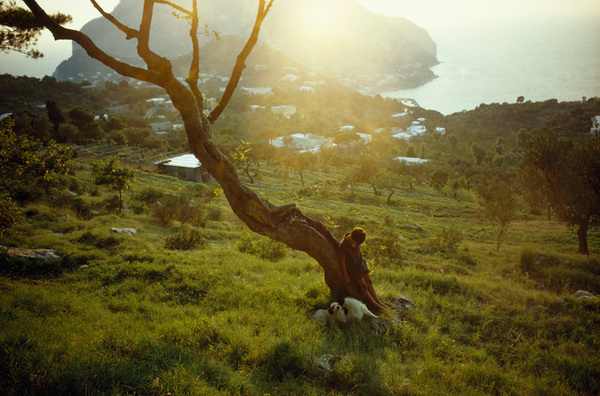 A boy rests with his dogs by a gnarled carob tree in Capri, Italy, June 1970.Photograph by David Cupp, National Geographic #vintage #photogr