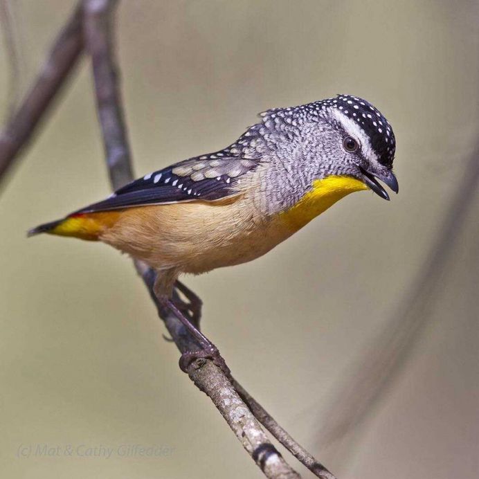 #birdsofinstagram: Spectacular Bird Photography by Mat & Cathy Gilfedder