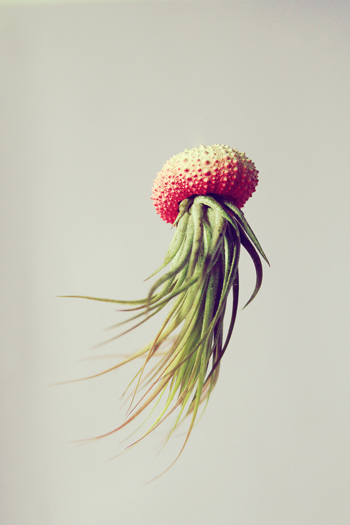 this isn't happiness™ (Out of the water, Cathy Van Hoang), Peteski #design #floating #photography #nature #art #flower #plant