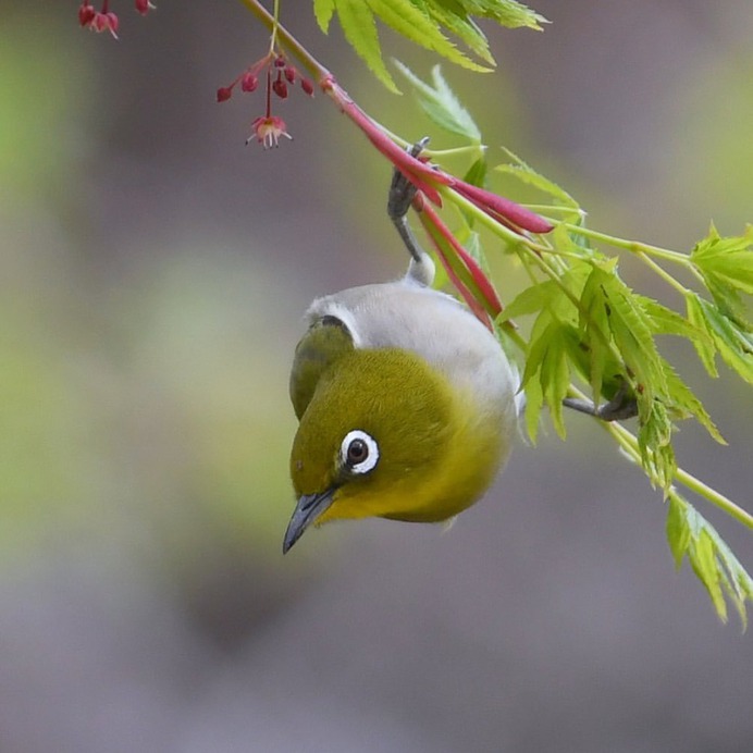 Birds of Japan: Beautiful Bird Photography by Hiroyuki Niimi