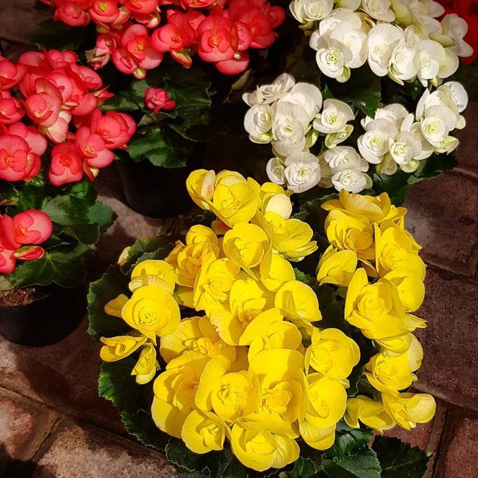 Begonias
