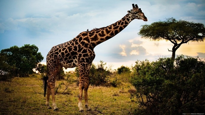 Wild Giraffe In Safari #inspiration #photography #animal