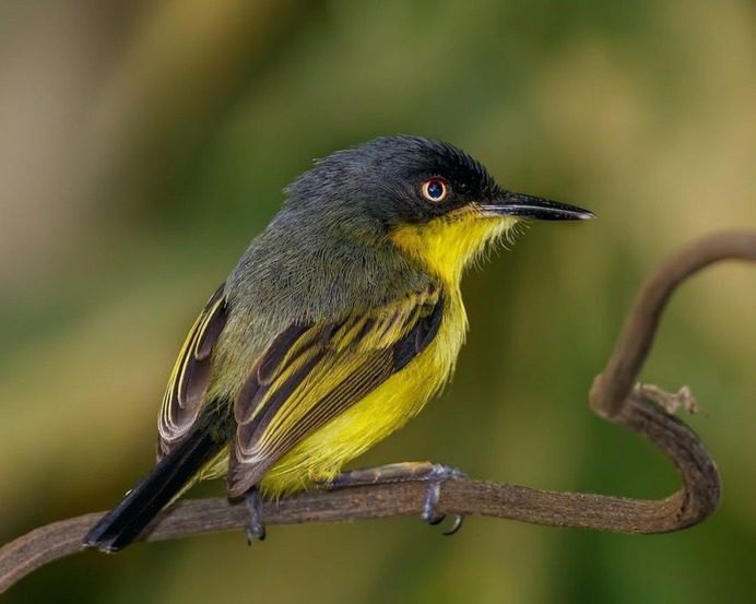 #nuts_about_birds: The Magnificent Birds of Costa Rica by Jalil El Harrar