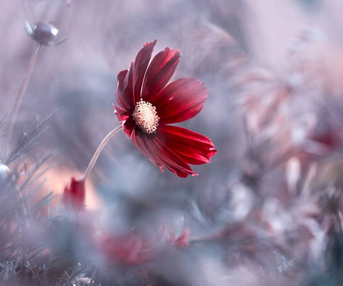 #flowerstagram: Wonderful Flower Photography by Fabien Bravin