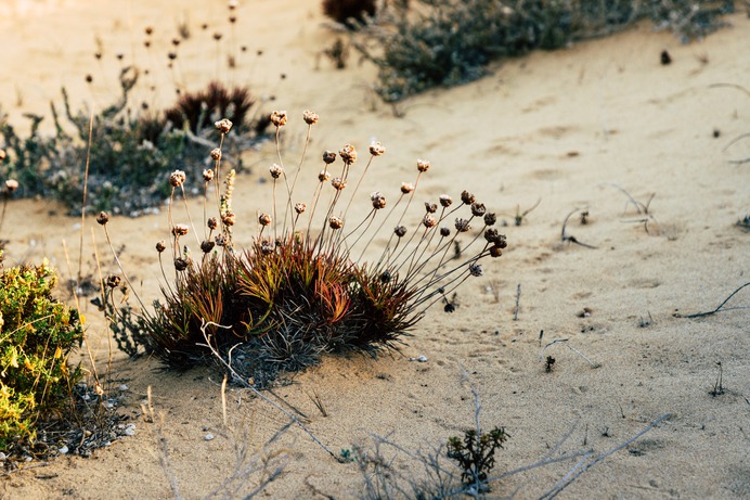 Carrapateira Portugal Desert Flowers