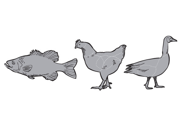 Chronicle Books: "Grillmaster" #illustration #vector #animal